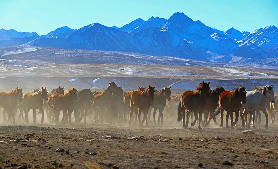 Galloping through China’s oldest, largest horse farm