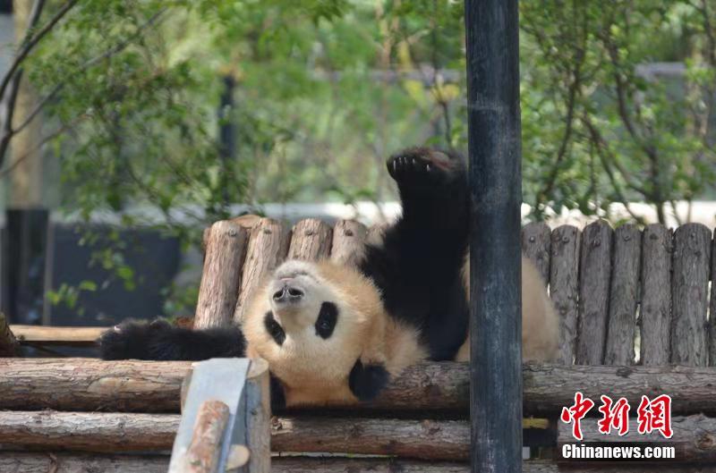 Giant pandas enjoy winter sunshine