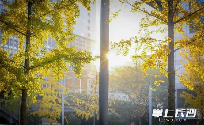 Splendid “Golden Avenue” in Changsha