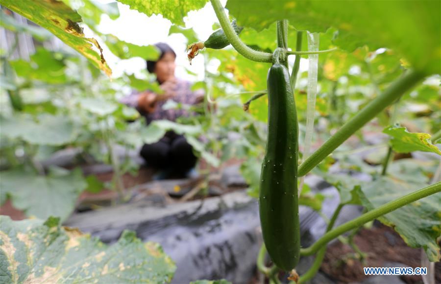 Farmers busy with farm work in greenhouse across China