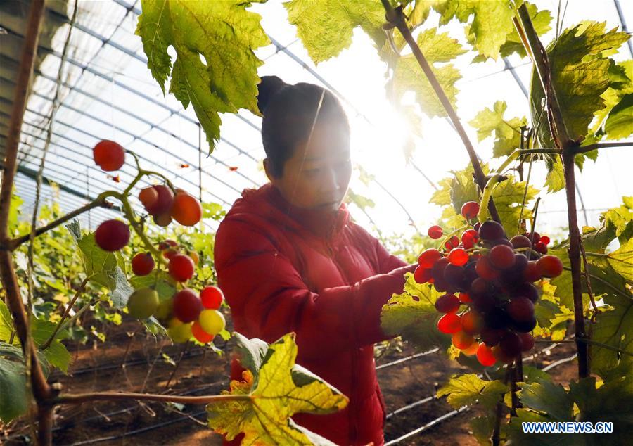 Farmers busy with farm work in greenhouse across China