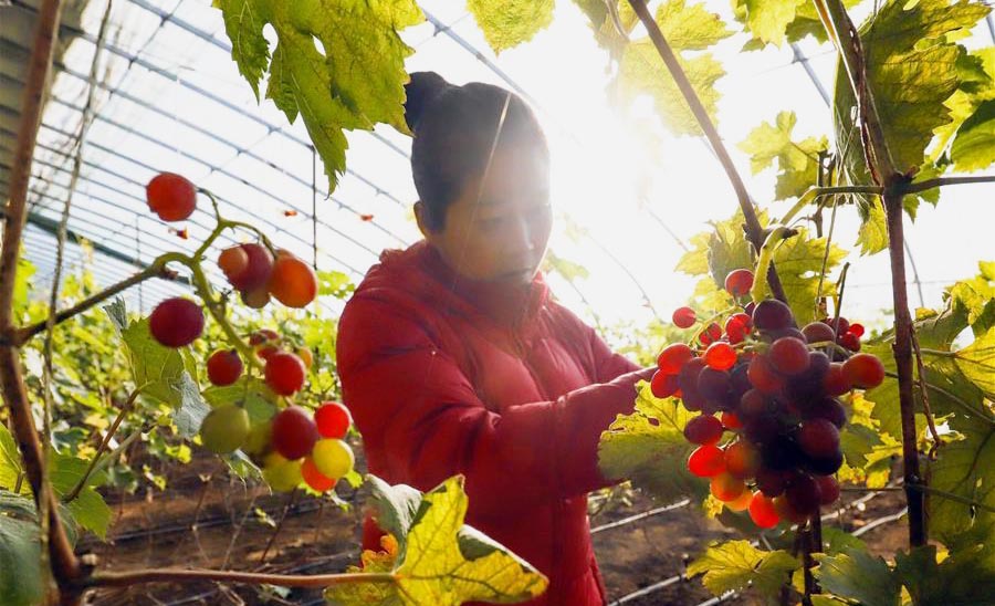 Farmers busy with farm work in greenhouse across China