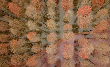 Scenery of redwood forest at wetland park in east China