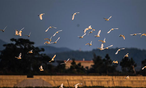 China's Beibu Gulf attracts egrets to nest