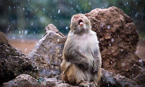 Macaques have fun in snow