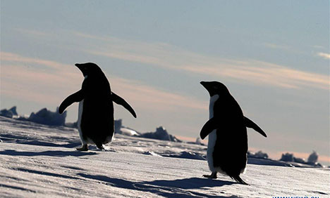 Penguins seen near China's research icebreaker Xuelong
