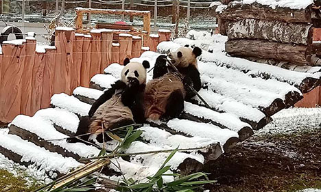 Giant pandas enjoy snow in NE China