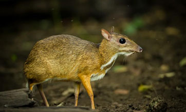 Endangered mouse deer spotted in SW China