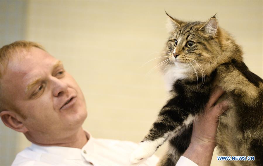 Highlights of cat show in Warsaw, Poland
