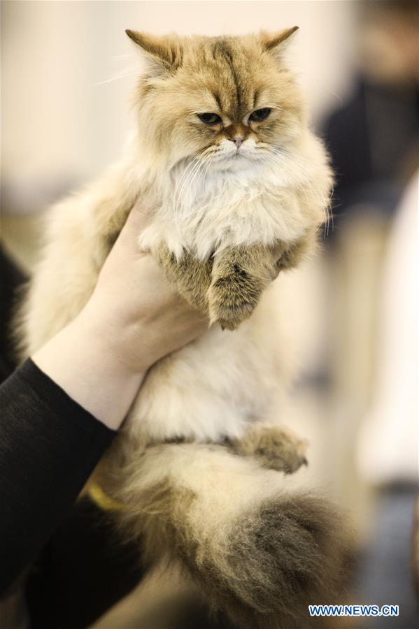 Highlights of cat show in Warsaw, Poland