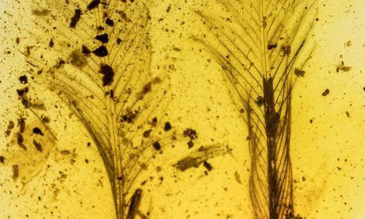 Researchers find bird feather in dinosaur-era amber
