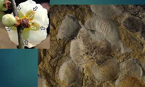 World's earliest fossil flower unearthed