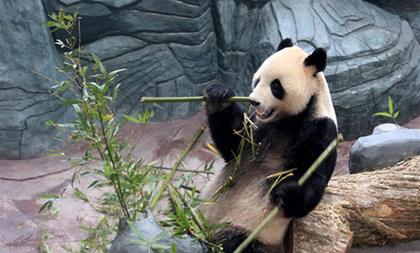 Giant pandas arrive in Huangshan, east China's Anhui