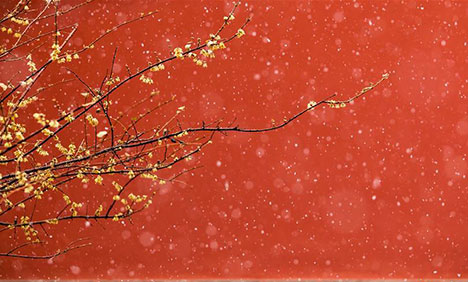 In pics: winter scenery of Palace Museum