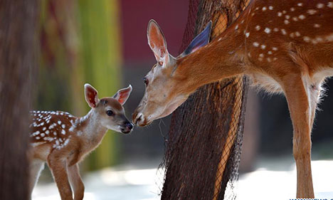 In pics: sika deer in Palace Museum in Beijing