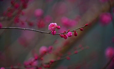 Plum blossoms in Xuan'en County, C. China's Hubei