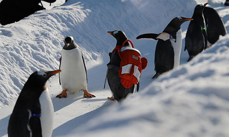 Penguins enjoy outdoor play in Harbin