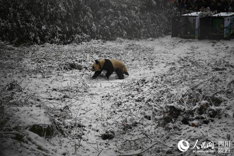 Giant Panda, Qinxin, walks in a national nature reserve in southwest China's Sichuan Province, December 27 2018. [Photo:VCG]