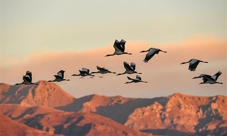 Tibet becomes ideal habitat for black-necked cranes