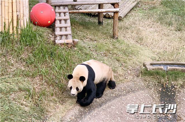 Changsha Ecological Zoo Helps Animals Stay Warm