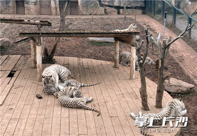 Changsha Ecological Zoo Helps Animals Stay Warm