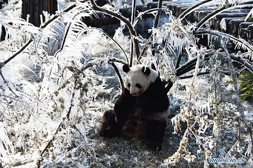 Giant Pandas Enjoy Themselves At Wild World Jinan In E China S Shandong People S Daily Online