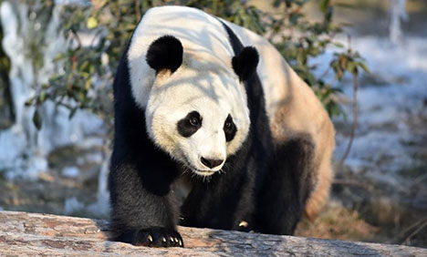 Giant pandas enjoy themselves at Wild World Jinan