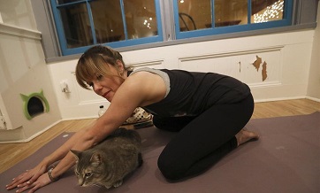 Participants enjoy Yoga with Cats class in Houston, Texas, the United States