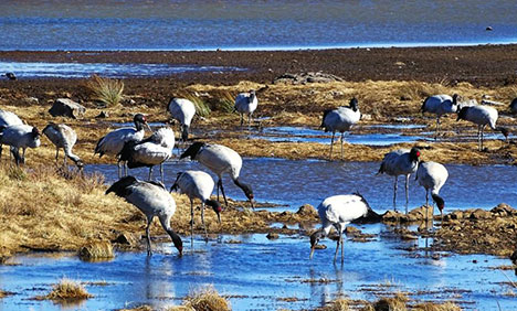 Rare black-necked cranes wintering in Yunnan
