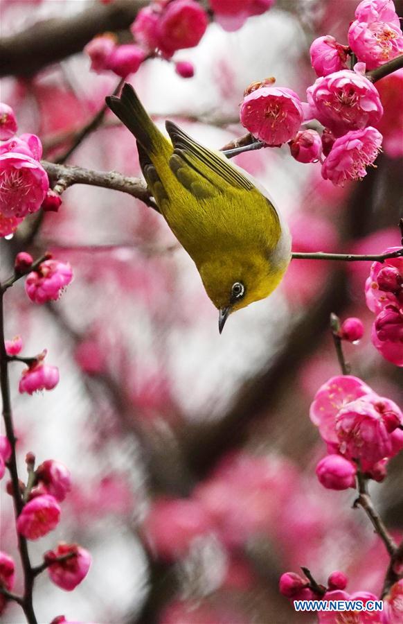 Wild bird rests on blossoming plum tree in Guiyang, SW China's Guizhou