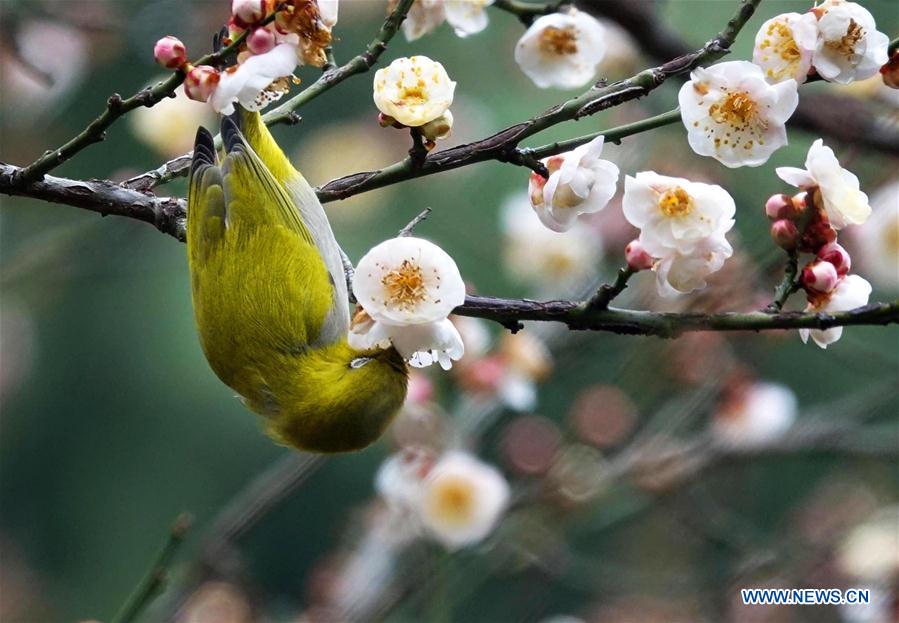 Wild bird rests on blossoming plum tree in Guiyang, SW China's Guizhou