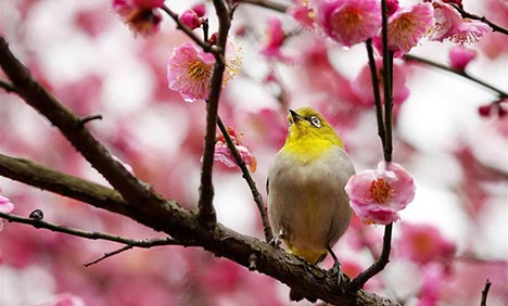 Wild bird rests on blossoming plum tree
