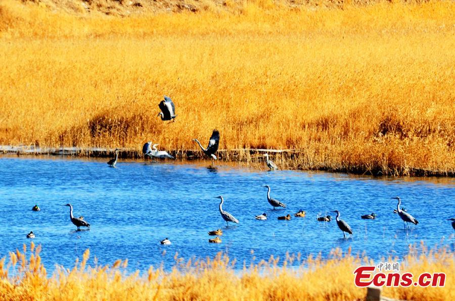 Northwestern wetland home to wild birds