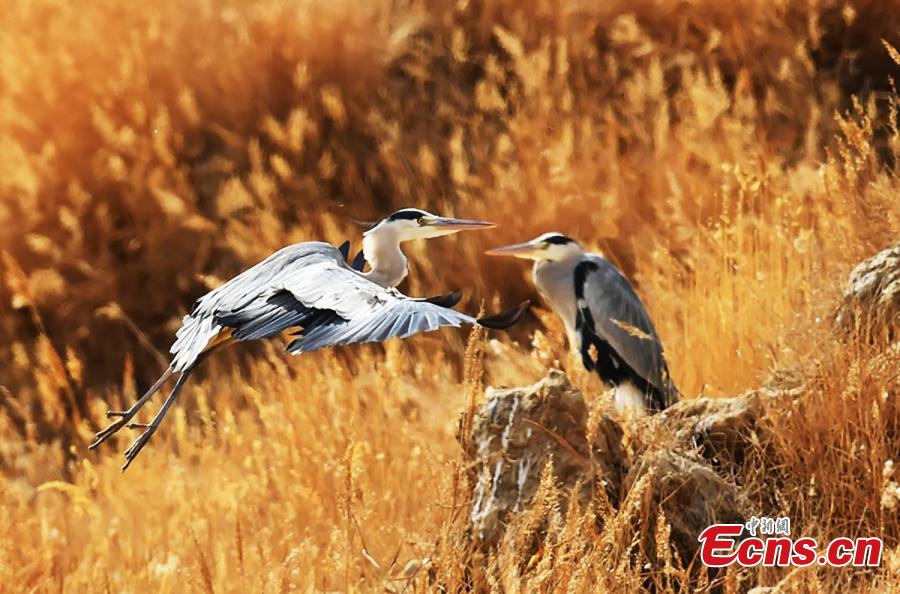 Northwestern wetland home to wild birds