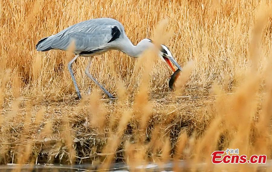 Northwestern wetland home to wild birds