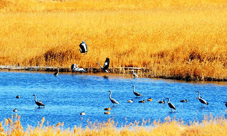 Northwestern wetland home to wild birds