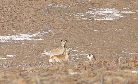 In pics: Tibetan gazelles on grassland in China's Qinghai