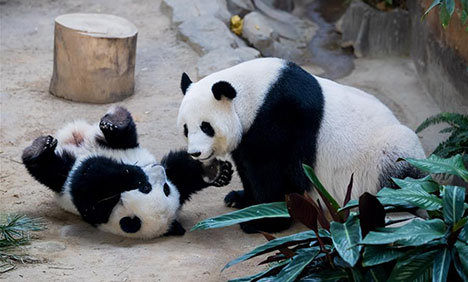 First birthday of baby giant panda celebrated in Malaysia