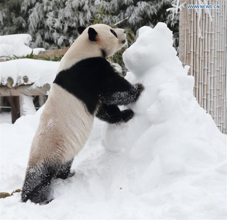 Panda World of Everland in south of Seoul opens to public for 1,000 days