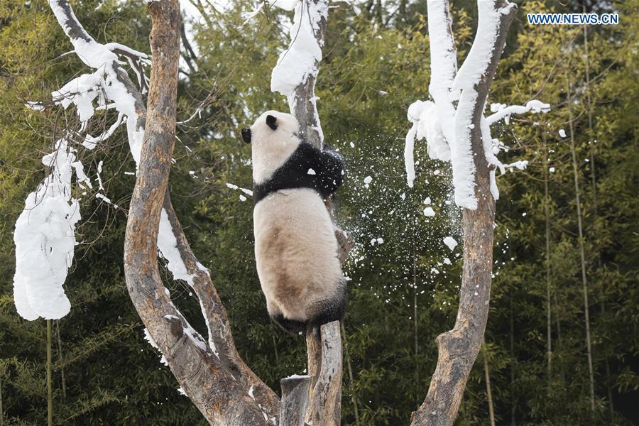Panda World of Everland in south of Seoul opens to public for 1,000 days