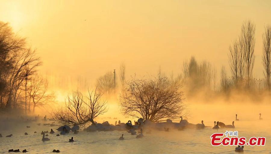 Xinjiang wetland draws swans