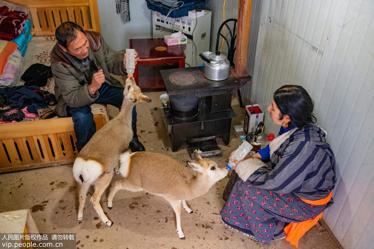 Tibetan family saves wild animals on 4,000-meter-high plateau - People's  Daily Online