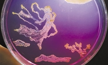 College students grow bacteria into artistic images