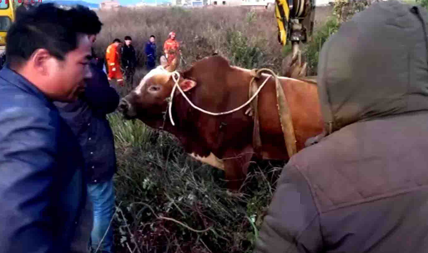 Crane lifts 400 kg bull from 10-meter-deep cave