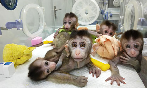 China clones gene-edited monkeys