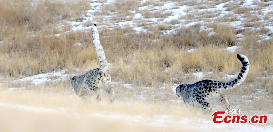 Snow leopards found in Qilian Mountain