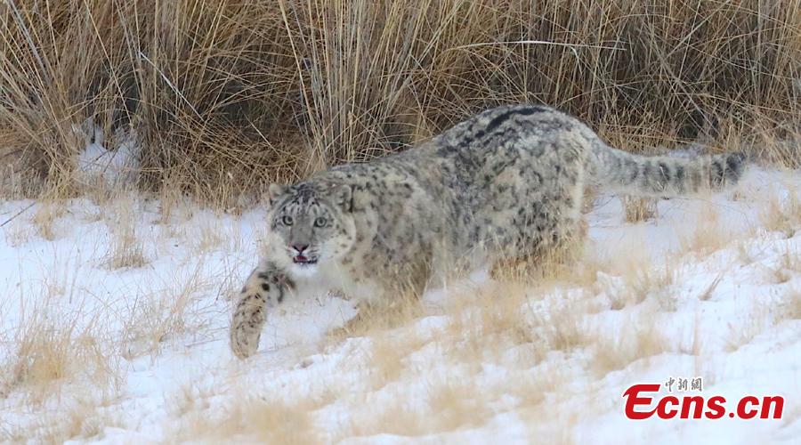 Snow leopards found in Qilian Mountain