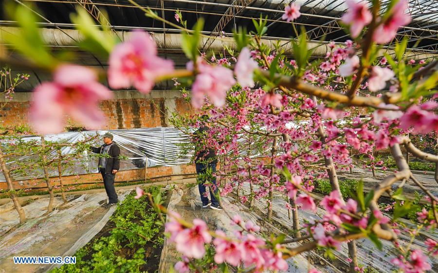 Chinese farmers work after Spring Festival holiday