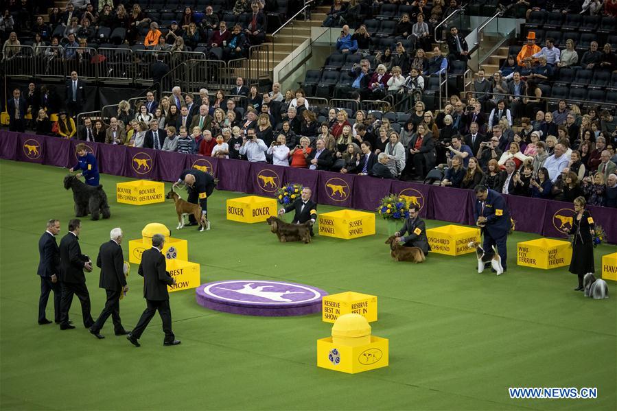 143rd Annual Westminster Kennel Club Dog Show concludes in New York