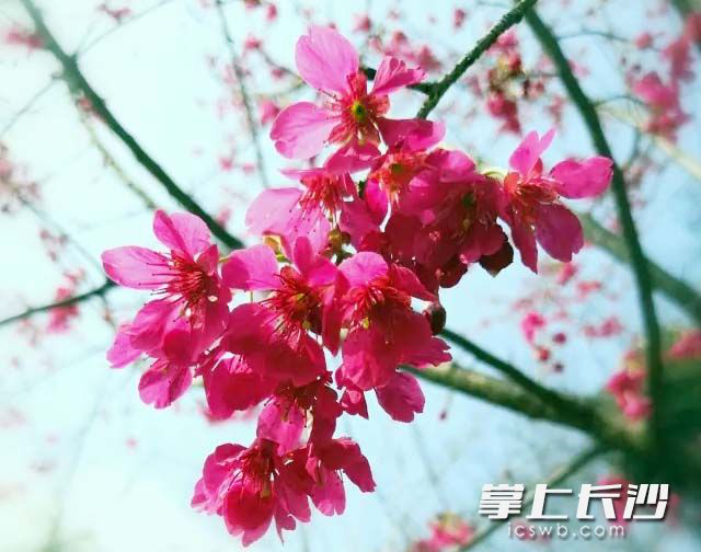 Cherry Blossoms Bloom in Changsha Landscape and Ecology Garden